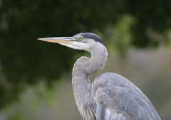 Great BLue Heron