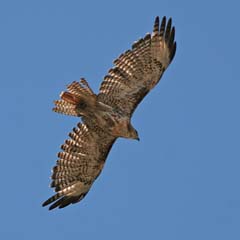 Red-Tailed Hawk