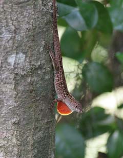 Anole