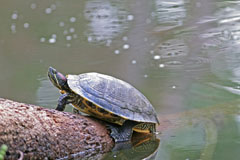 Painted Turtle