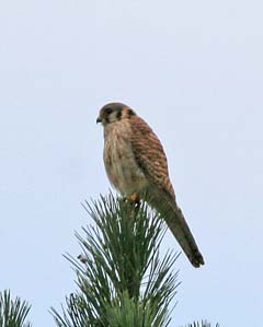 American Kestrel