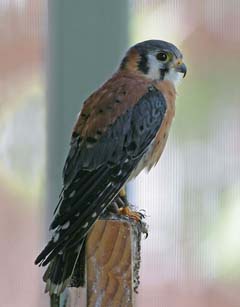 American Kestrel