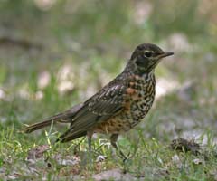 American Robin