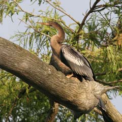 Anhinga