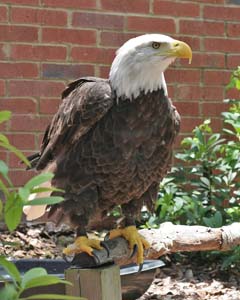 Bald Eagle