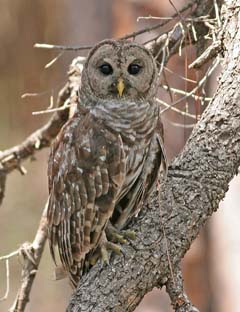 Barred Owl