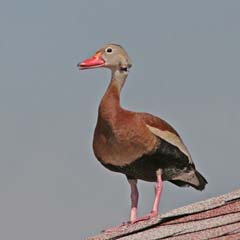 Black-Bellied Whistling Duck