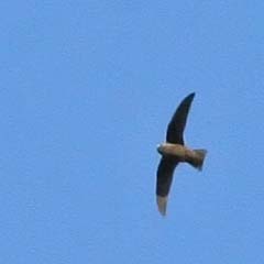 Black Swift