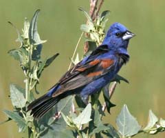 Blue Grosbeak