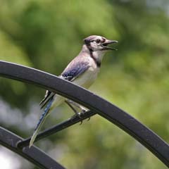 Blue Jay