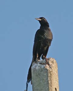 Boat-Tailed Grackle