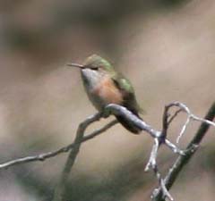 Calliope Hummingbird