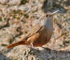 Canyon Wren