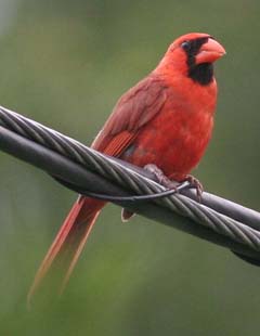 Northern Cardinal