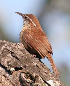 Carolina Wren