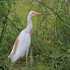 Cattle Egret