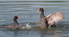 Common Moorhen