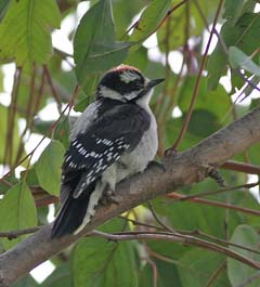 Downy Woodpecker