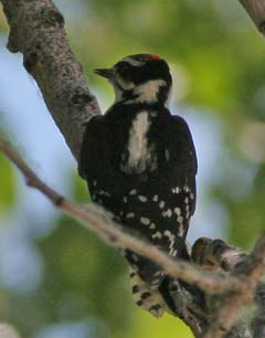 Downy Woodpecker