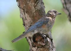 Eastern Bluebird