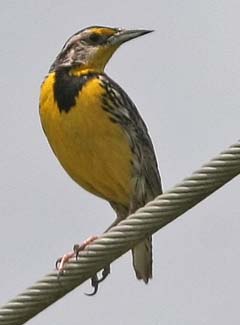 Eastern Meadowlark