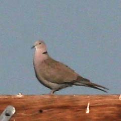 Eurasian Collared-Dove