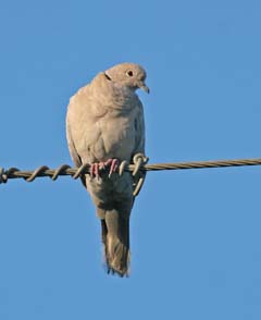 Eurasian Collared-Dove