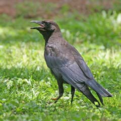 Fish Crow