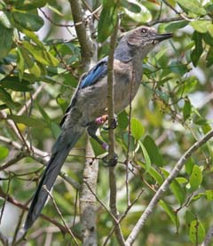 Florida Scrub-Jay