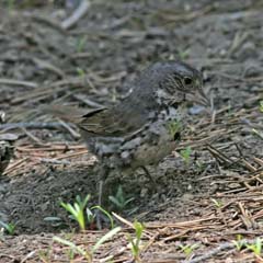 Fox Sparrow