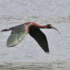 Glossy Ibis