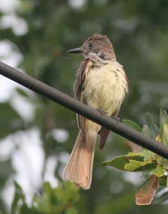 Pileated Woodpecker