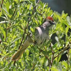 Green-Tailed Towhee