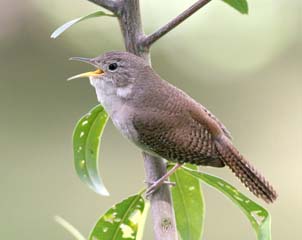 House Wren