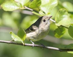 Hutton's Vireo