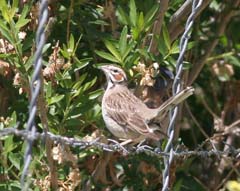 Lark Sparrow