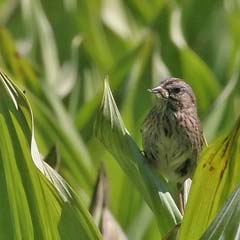 Lincoln's Sparrow