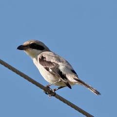 Loggerhead Shrike