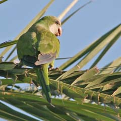 Monk Parakeet