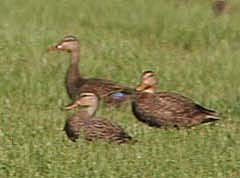 Mottled Duck