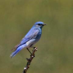 Mountain Bluebird