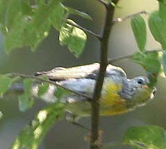 Northern Parula