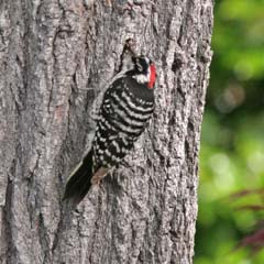 Nuttall's Woodpecker