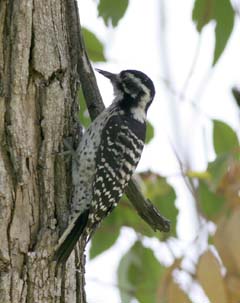 Nuttall's Woodpecker - Female