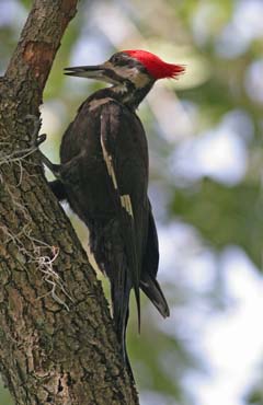 Pileated Woodpecker