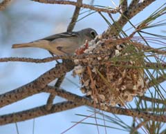 Plumbeous Vireo