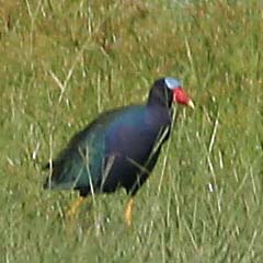 Purple Gallinule