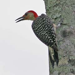 Red-Bellied Woodpecker