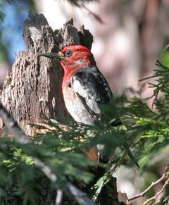 Red-Breasted Sapsucker