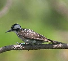 Red-Cockaded Woodpecker